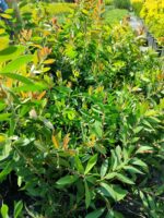 Fırça Çalısı (Callistemon) 20-30cm 1,5 litre saksı - Görsel 2