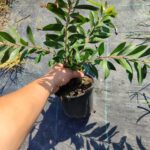 Fırça Çalısı (Callistemon) 20-30cm 1,5 litre saksı