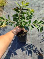 Fırça Çalısı (Callistemon) 20-30cm 1,5 litre saksı