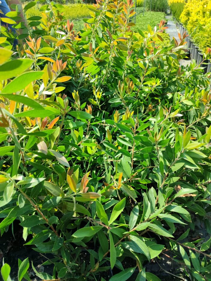 Fırça Çalısı (Callistemon) 20-30cm 1,5 litre saksı - Görsel 2