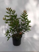 Fırça Çalısı - Callistemon Leavis ( Geniş Yapraklı ) 30-40cm - Görsel 3
