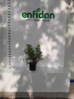 Fırça Çalısı - Callistemon Leavis ( Geniş Yapraklı ) 30-40cm - Görsel 4
