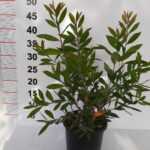 Fırça Çalısı - Callistemon Leavis ( Geniş Yapraklı ) 30-40cm