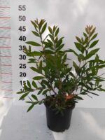 Fırça Çalısı - Callistemon Leavis ( Geniş Yapraklı ) 30-40cm