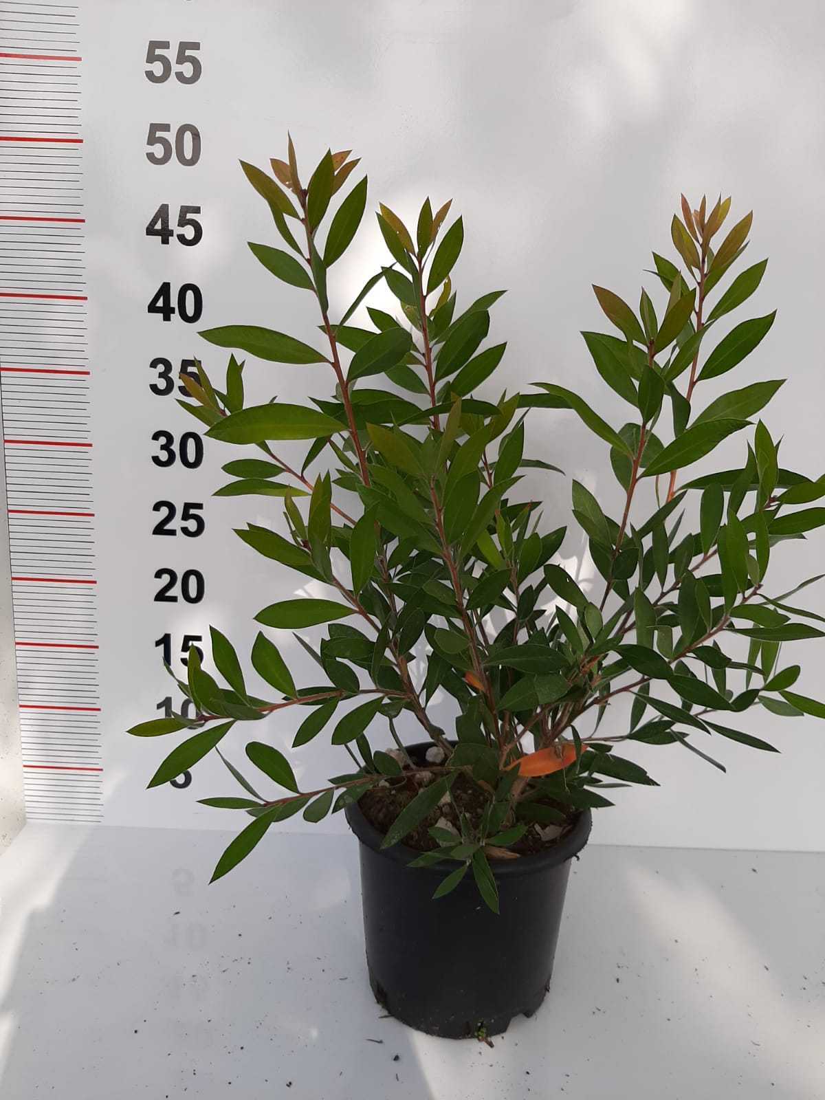 firca-calisi-callistemon-leavis-genis-yaprakli-20-30-cap-2-aadet-29 Fırça Çalısı - Callistemon Leavis ( Geniş Yapraklı ) 30-40cm - Görsel 1