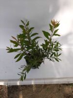Fırça Çalısı - Callistemon Leavis ( Geniş Yapraklı ) 30-40cm - Görsel 2