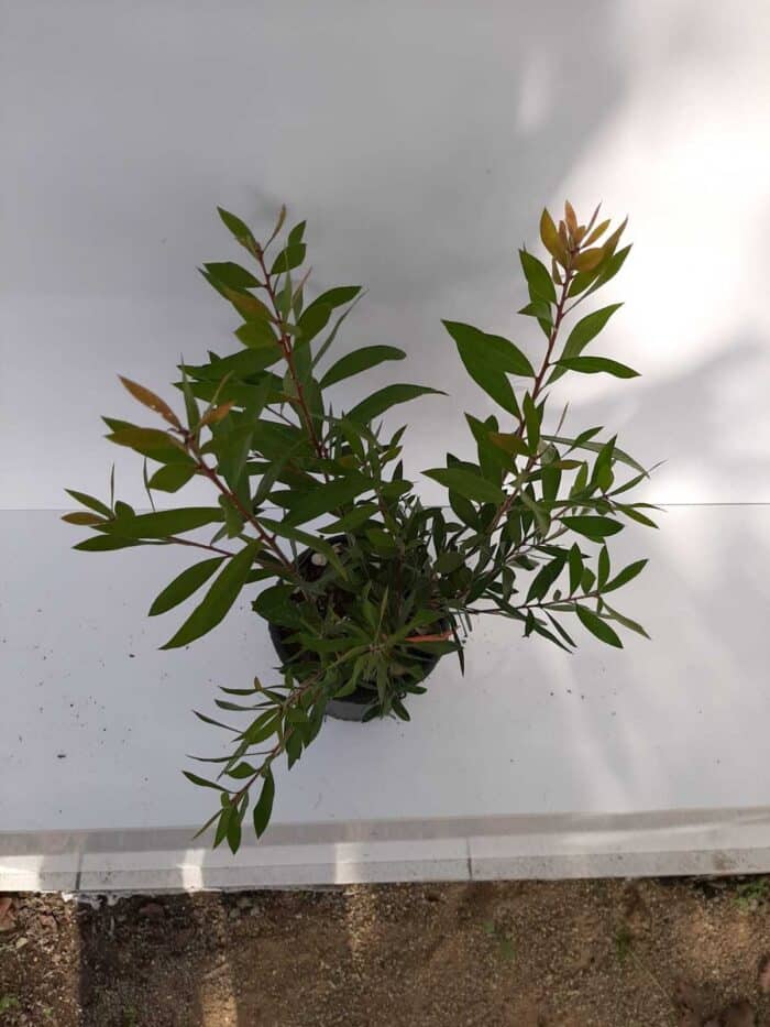 Fırça Çalısı - Callistemon Leavis ( Geniş Yapraklı ) 30-40cm - Görsel 2