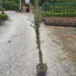 Fırça Çalısı - İnce Yapraklı 80-100cm çap