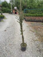 Fırça Çalısı - İnce Yapraklı 80-100cm çap