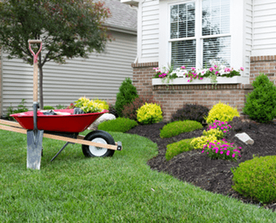 En iyi ikili iç ve dış mekan süs bitkileri