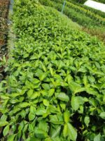 Gelin Tacı Çiçeği Bitkisi Vangelya Weigela 40-60 cm - Görsel 2