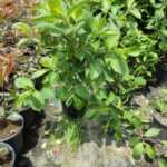 Gelin Tacı Çiçeği Bitkisi Vangelya Weigela 40-60 cm