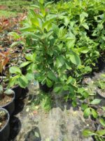 Gelin Tacı Çiçeği Bitkisi Vangelya Weigela 40-60 cm