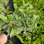 Weigela florida 'Rainbow' Alacalı gelin Tacı 30-40cm Boy 3 Clt