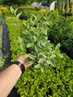 Weigela florida 'Rainbow' Alacalı gelin Tacı 30-40cm Boy 3 Clt - Görsel 2