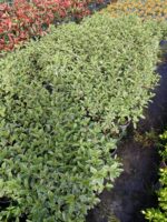 Weigela florida 'Rainbow' Alacalı gelin Tacı 30-40cm Boy 3 Clt - Görsel 3