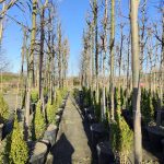 Gladiçya (Gleditsia) 20-25Q 4-5 Metre