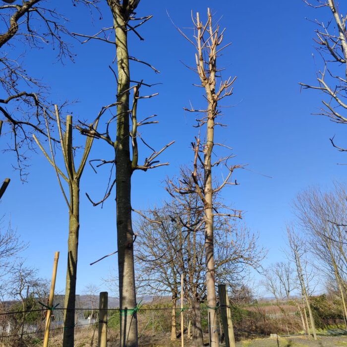 Gladiçya (Gleditsia) 25-30Q 4-5 Metre - Görsel 3