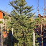 Göknar Abies 3 metre boy 90 Litre Saksı