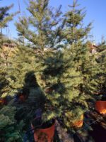 Göknar Abies 3 metre boy 90 Litre Saksı - Görsel 2