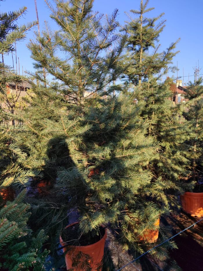 Göknar Abies 3 metre boy 90 Litre Saksı - Görsel 2