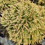Thuja occidentalis Golden Tuffet, 30-40 cm boy ve çap