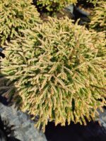Thuja occidentalis Golden Tuffet, 30-40 cm boy ve çap