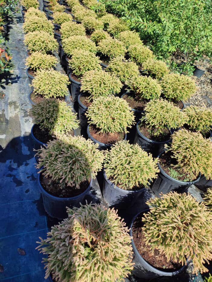 Thuja occidentalis Golden Tuffet, 30-40 cm boy ve çap - Görsel 2