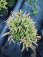 Thuja occidentalis Golden Tuffet, 30-40 cm boy ve çap - Görsel 7