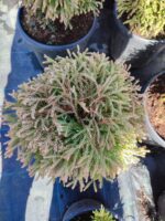 Thuja occidentalis Golden Tuffet, 30-40 cm boy ve çap - Görsel 3