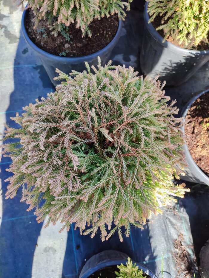 Thuja occidentalis Golden Tuffet, 30-40 cm boy ve çap - Görsel 3