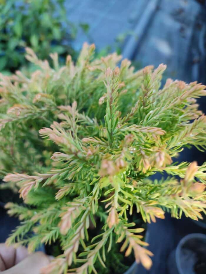 Thuja occidentalis Golden Tuffet, 30-40 cm boy ve çap - Görsel 8