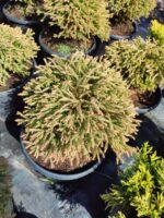 Thuja occidentalis Golden Tuffet, 30-40 cm boy ve çap - Görsel 4