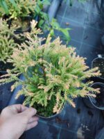 Thuja occidentalis Golden Tuffet, 30-40 cm boy ve çap - Görsel 9