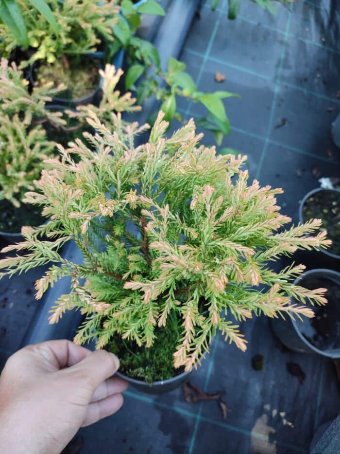 Thuja occidentalis Golden Tuffet, 30-40 cm boy ve çap - Görsel 9
