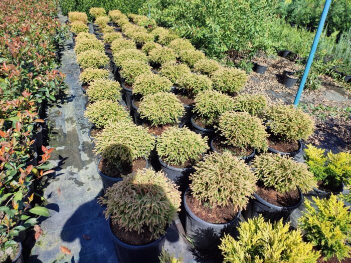 Thuja occidentalis Golden Tuffet, 30-40 cm boy ve çap - Görsel 5