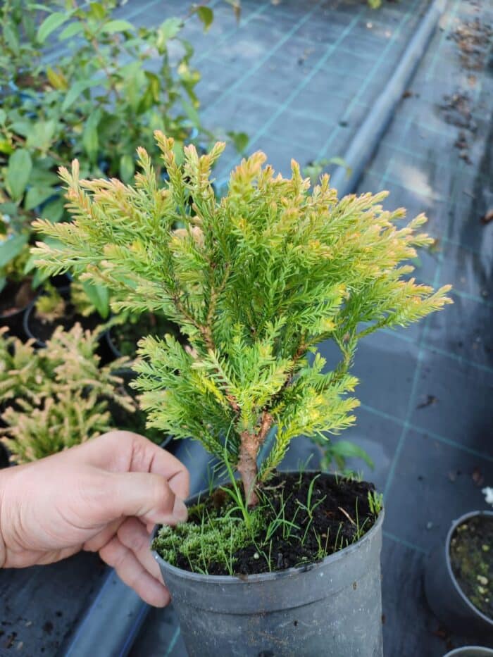 Thuja occidentalis Golden Tuffet, 30-40 cm boy ve çap - Görsel 6