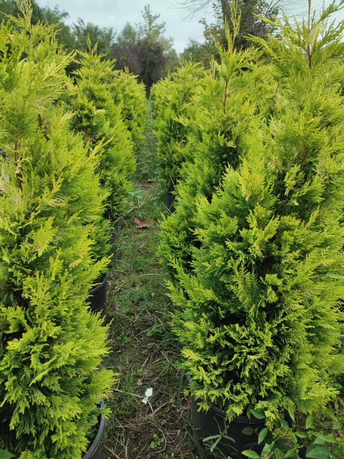 Goldrider, 100-125 Cm Dolgun Formlu - Görsel 2