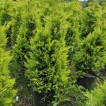 Goldrider, 100-125 Cm Dolgun Formlu