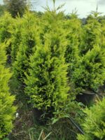 Goldrider, 100-125 Cm Dolgun Formlu