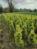 Goldrider, 100-125 Cm Dolgun Formlu - Görsel 3