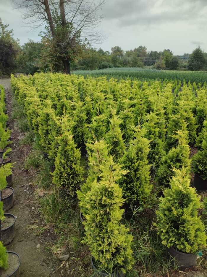 Goldrider, 100-125 Cm Dolgun Formlu - Görsel 3