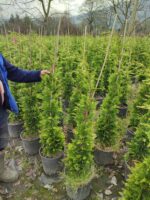 Goldrider 125-150 cm boy - Görsel 8