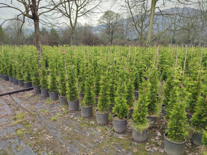 Goldrider 125-150 cm boy - Görsel 7