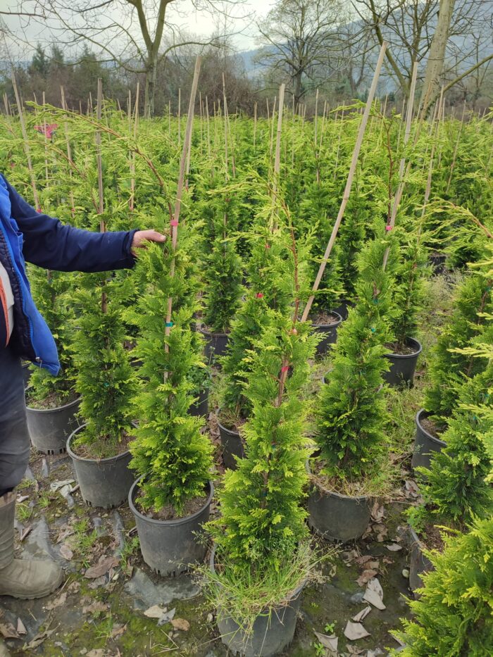 Goldrider 125-150 cm boy - Görsel 8