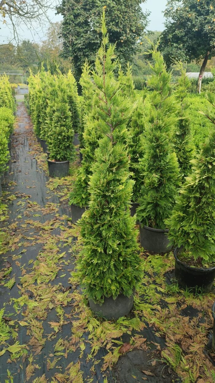 Goldrider 125-150 cm boy - Görsel 9