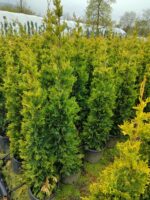 Goldrider 150-175 cm Boy - Görsel 4