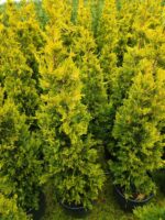 Goldrider 150-175 cm Boy - Görsel 3