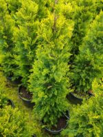 Goldrider 150-175 cm Boy - Görsel 2