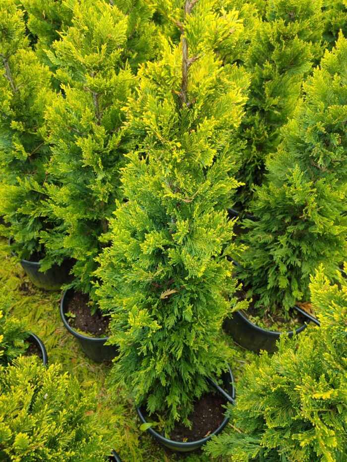 Goldrider 150-175 cm Boy - Görsel 2